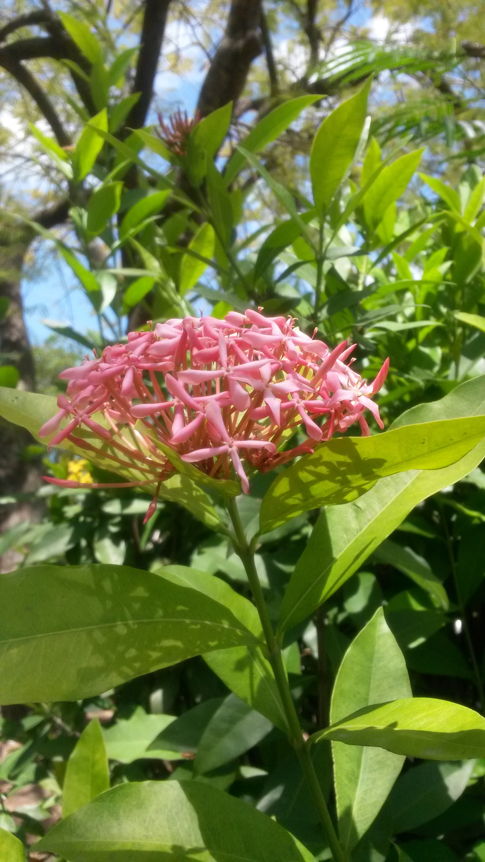 Botanic vs Botanical a virtual Dominica