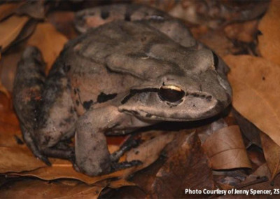 Crapaud