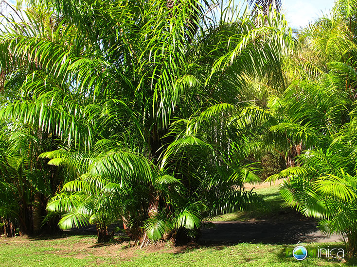 Botanical Gardens