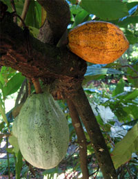 Cocoa and Cacao in Dominica