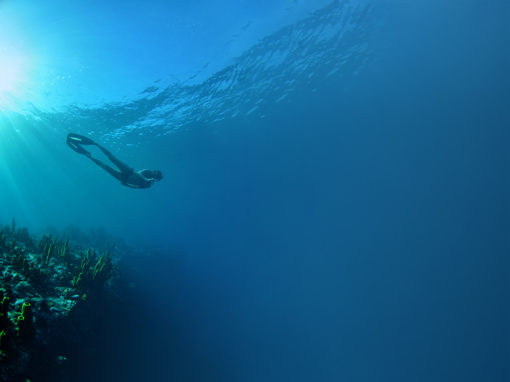 Freediving in Dominica