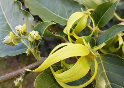 Ylang Ylang