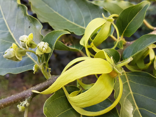 Ylang Ylang