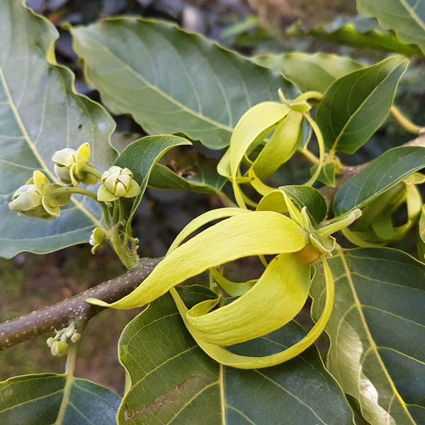 Ylang Ylang